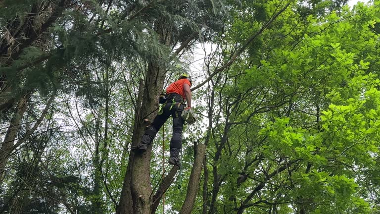 How Our Tree Care Process Works  in  Hillcrest, IL